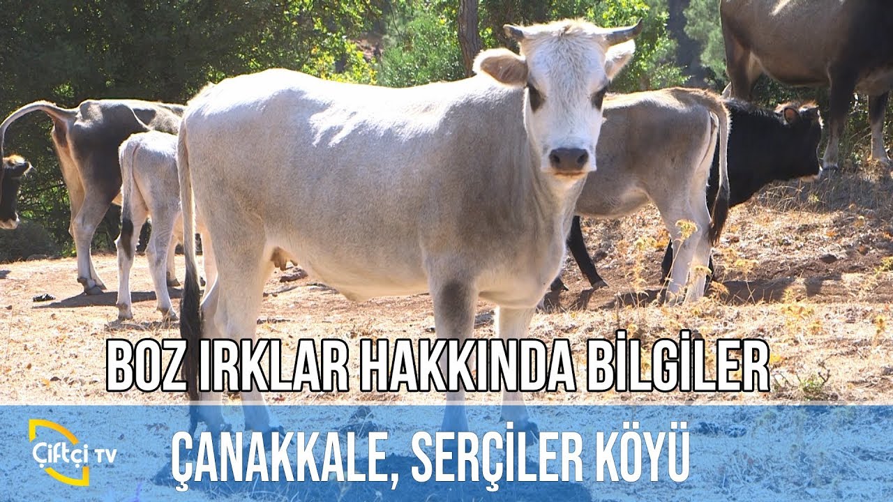 Yerli Irkların Neden Nesli Tükeniyor?  - SARI KIZ