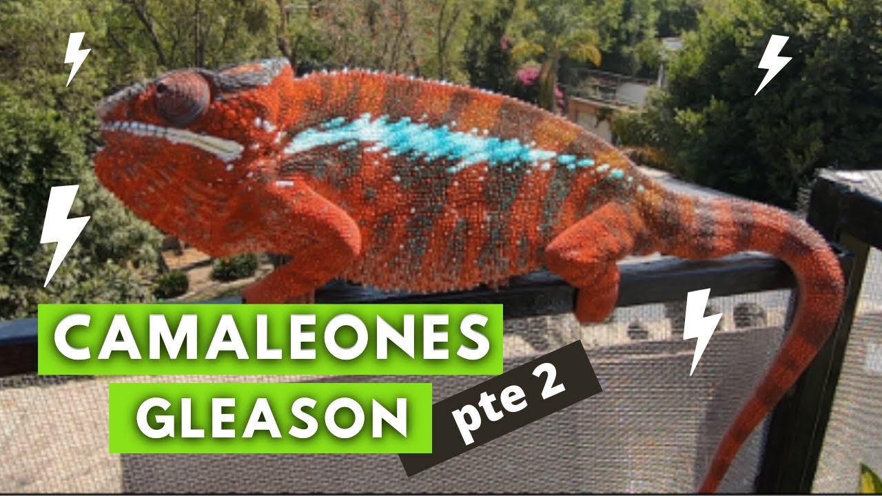 Increíble criadero de camaleones pantera!! - Camaleones gleason parte 2