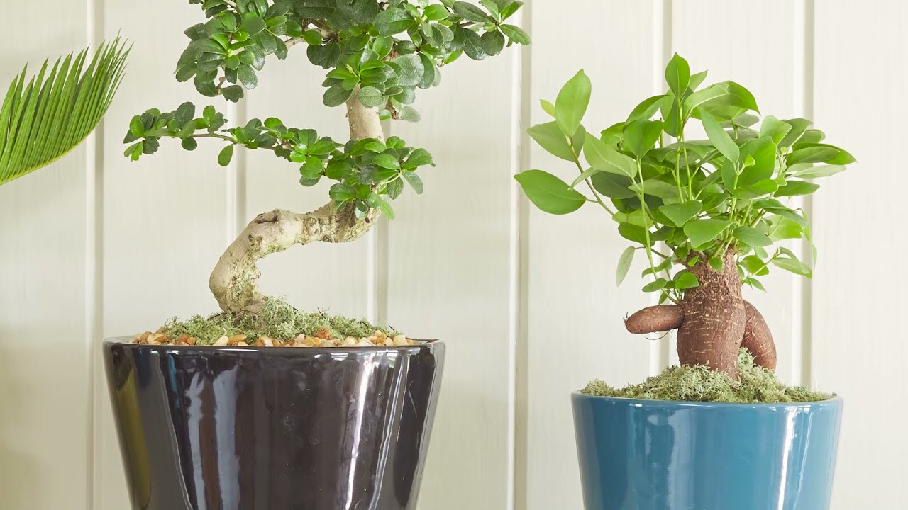 Best Houseplants to Grow as Trees | Costa Farms