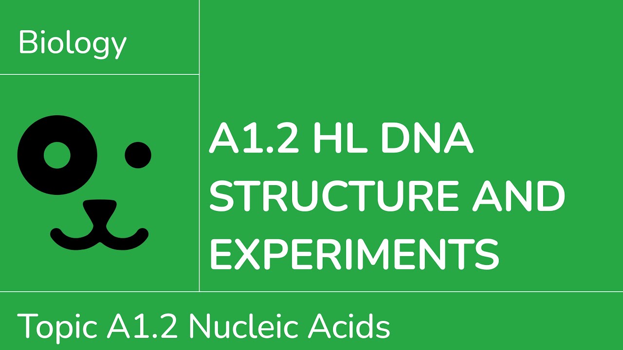 A1.2 HL DNA Structure and Experiments [IB Biology HL]