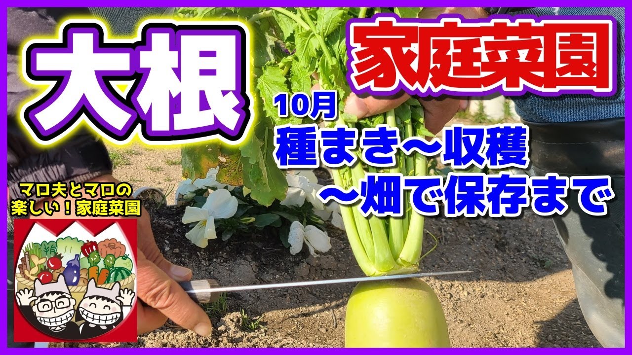 【大根】1ヶ月遅い10月種まき～収穫～畑で保存まで（総太り大根／間引き／葉切り）大根栽培／マロ夫とマロの楽しい家庭菜園／貸し農園　家庭菜園