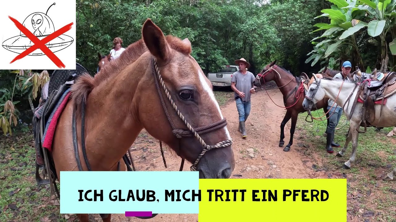 Ich glaub, mich tritt ein Pferd