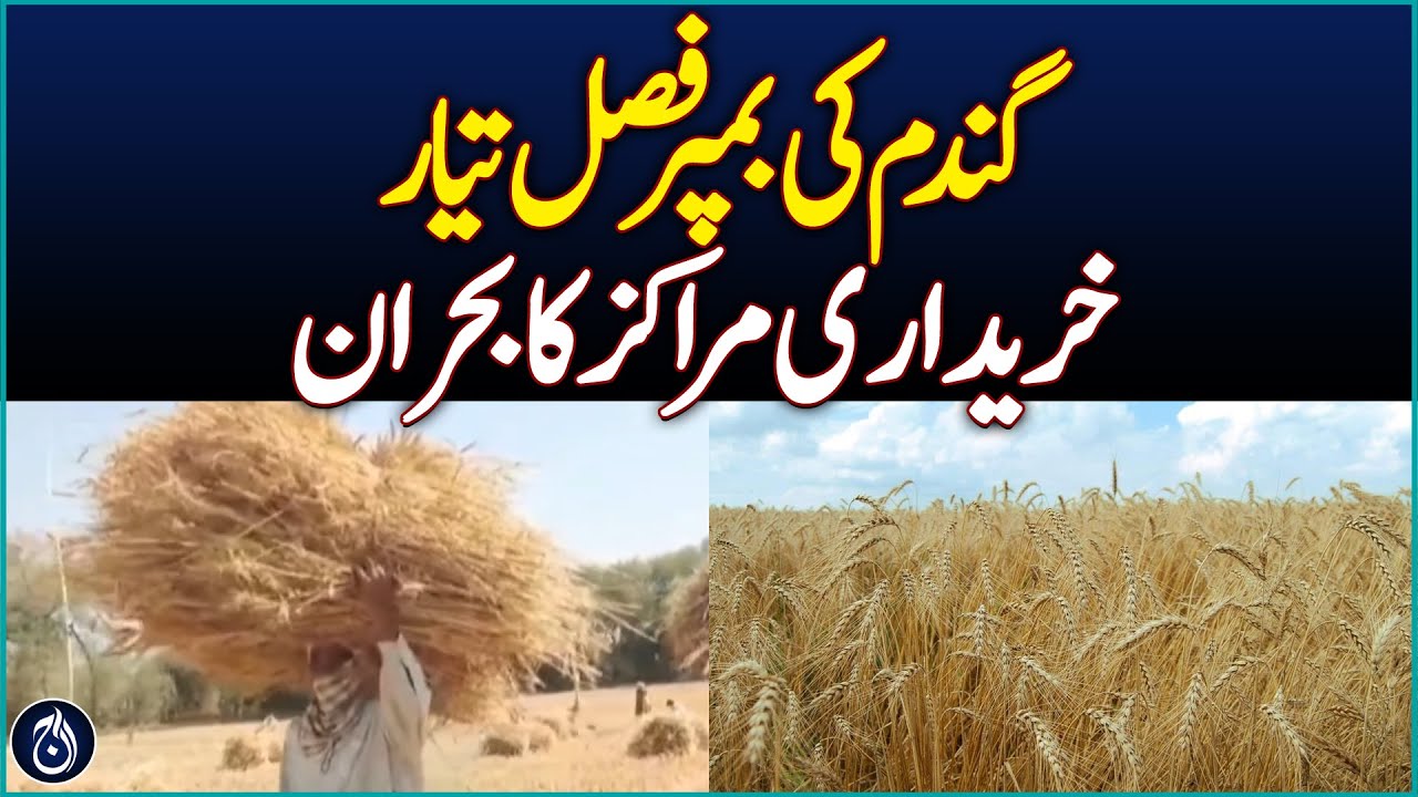 Bumper Wheat Crop Ready, But Procurement Centers In Crisis - Aaj News
