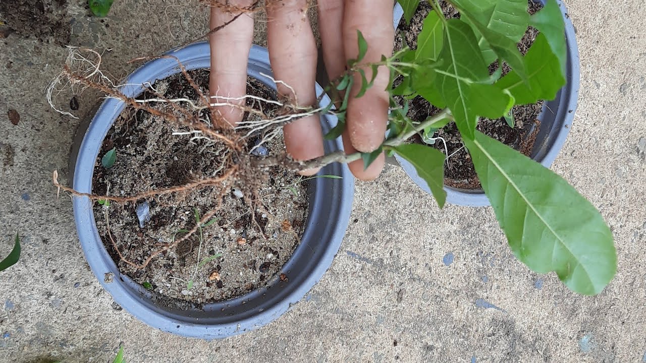 Thử giâm nhiều loại cành khác nhau và kết quả