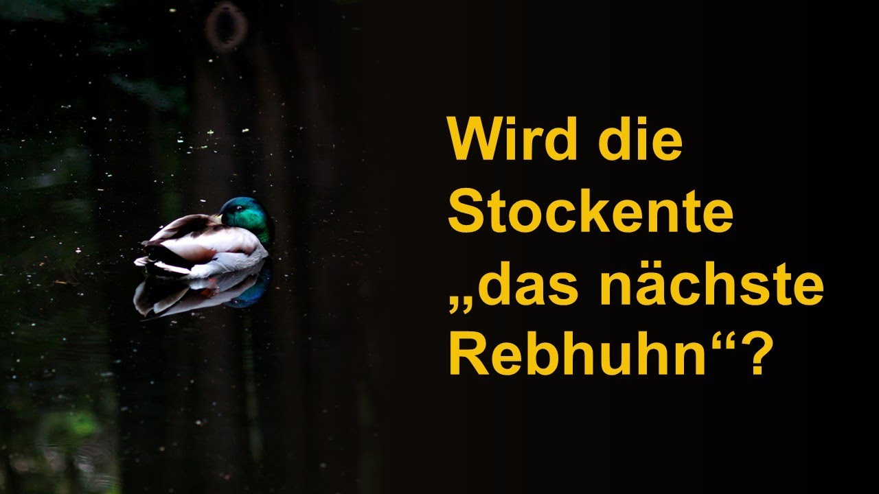 Wird die Stockente das „nächste Rebhuhn“?