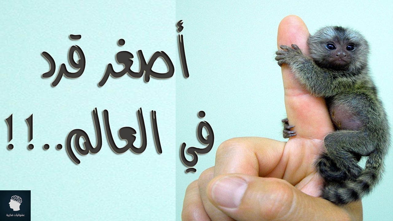قصة اصغر قرد في العالم