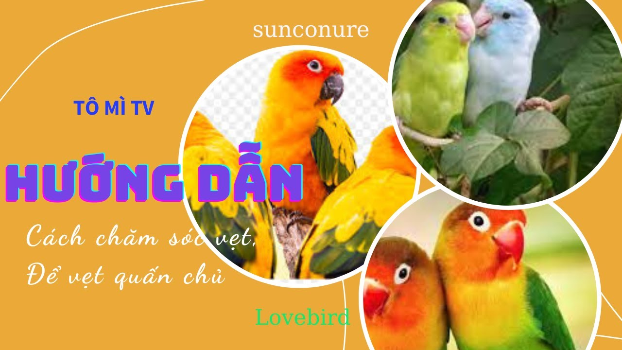 Chơi cùng Vẹt sun conure. Cho vẹt ăn tập vẹt quấn lấy mình.