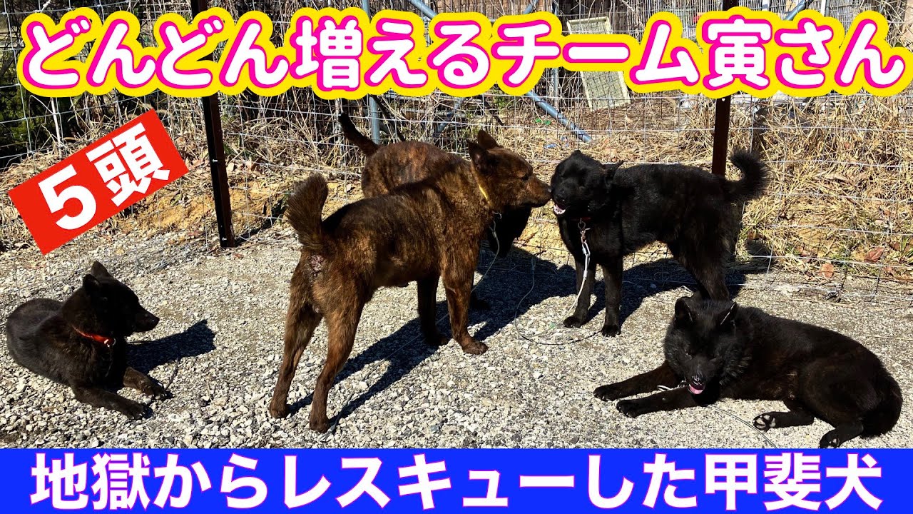 地獄からの脱出組 甲斐犬寅さんチーム５頭に成りました‼️