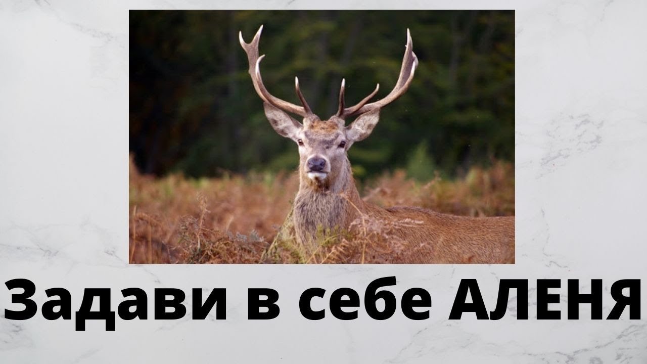 Как избавиться от внутреннего Аленя
