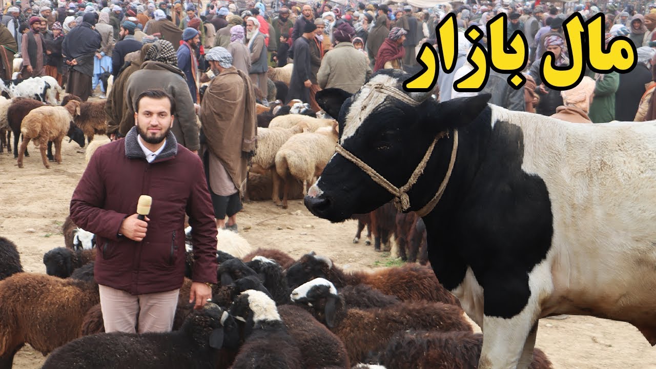 گزارش ندیم، مال بازار ولسوالی بلخ، قیمت گاو، گوساله، گوسفند قیمت شکر، نقاش، نقاش کابل، مال بازار