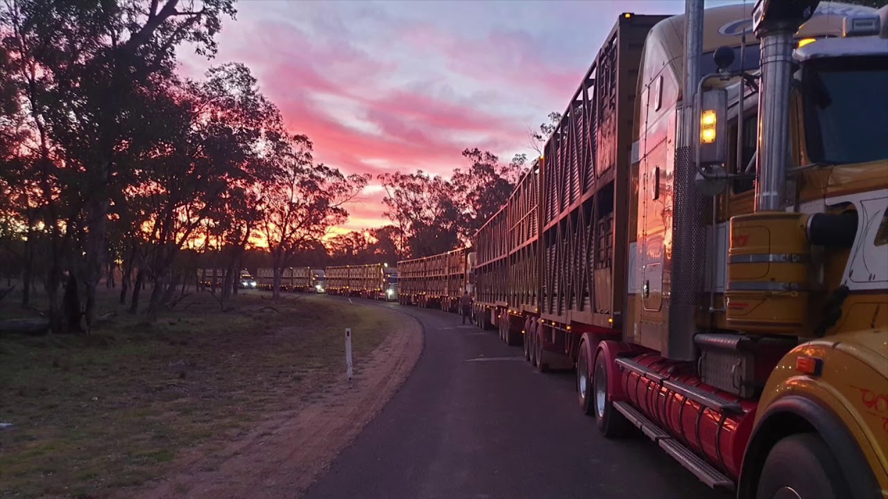 Martin’s Stock Haulage