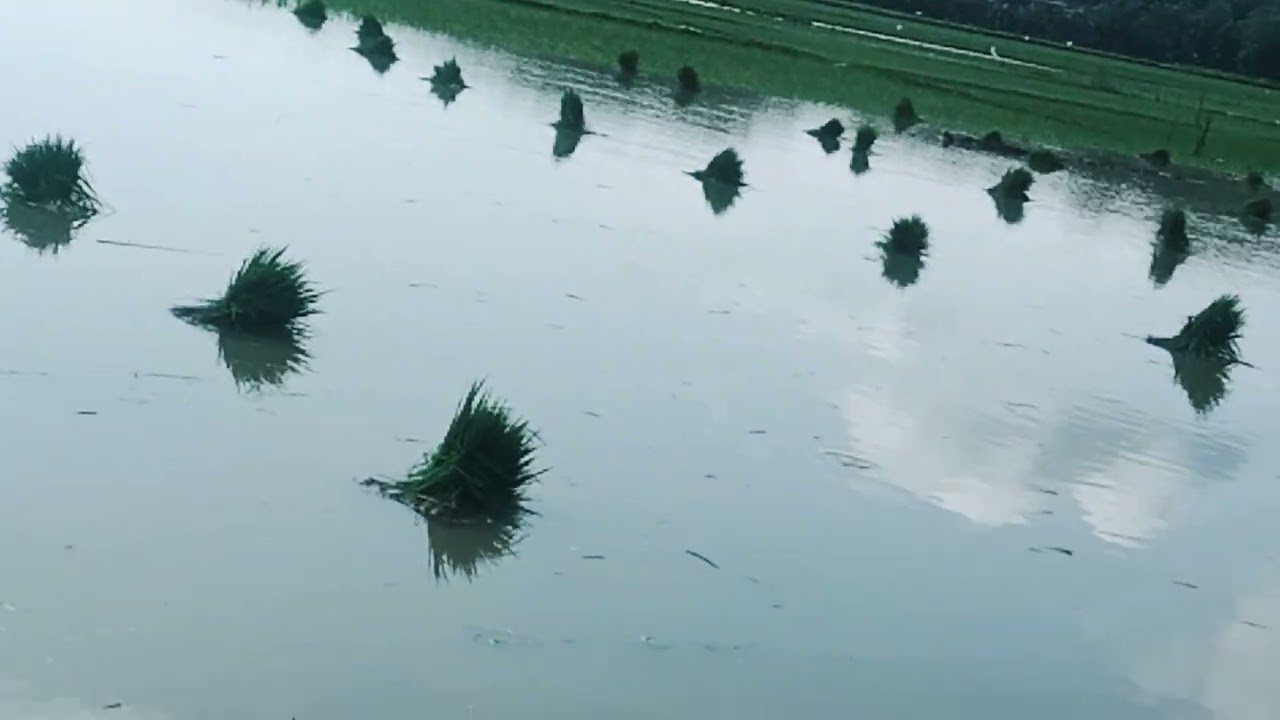 Menyaksikan petani menanam padi di sawah