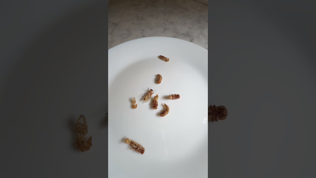 Mealworms Pupae Turned Into Beetles Time Lapse #mealwormfarm #insects #mealworms #mealwormbeetles