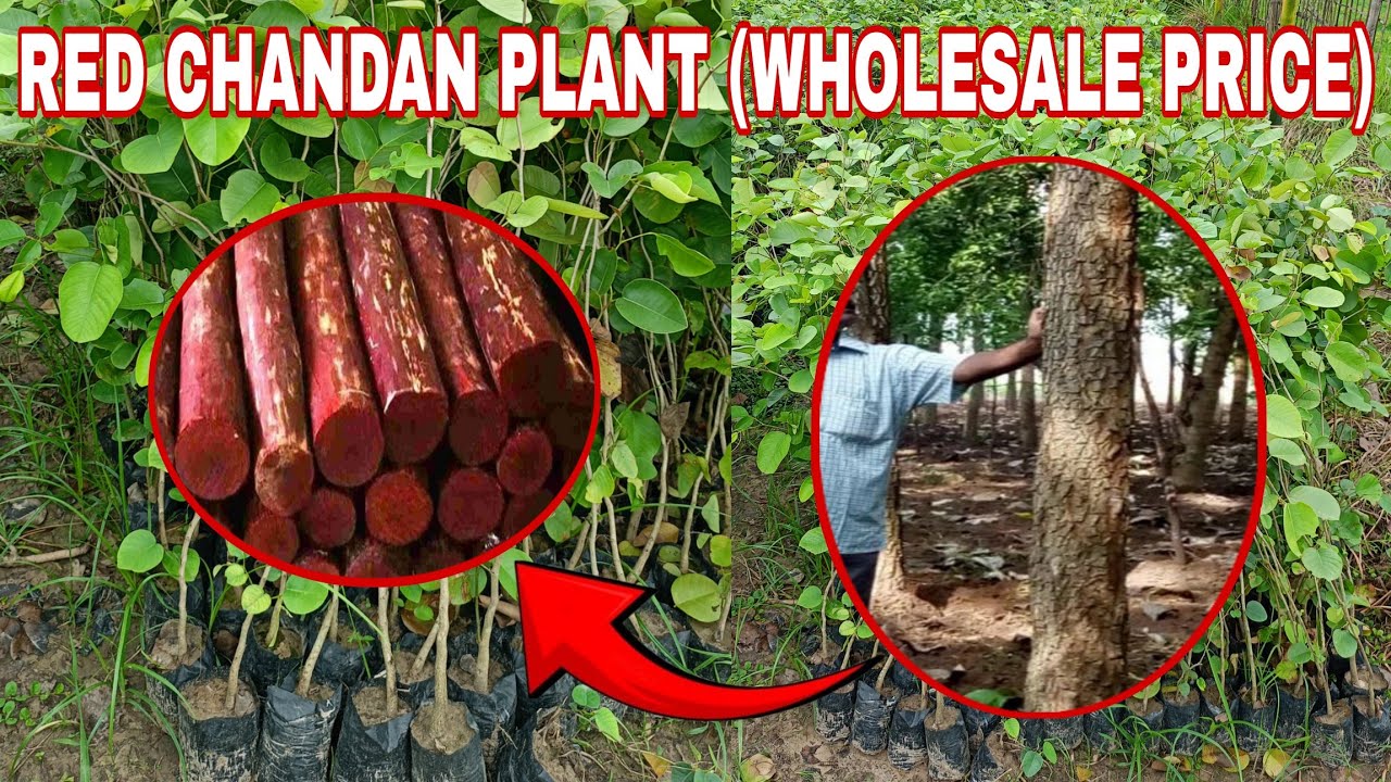 lal chandan puli || call +916000258514 || red chandan plant nursery in assam || red sandalwood price