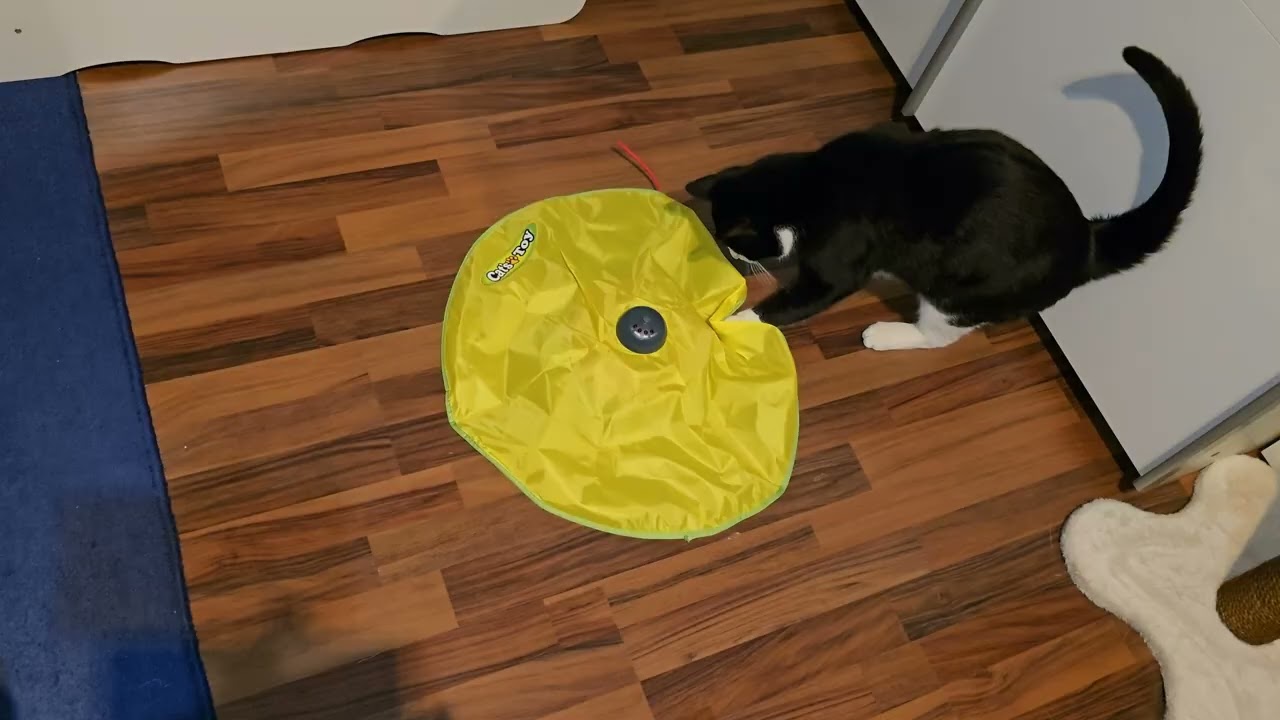 Cat Toy #cat #katze #katze #happy #ytshorts #cute #fup #toys #toyboy #fun #nice #whiskers