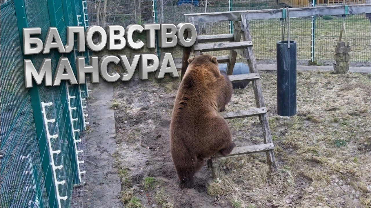 Мансур балуется🐻Mansur is playing around