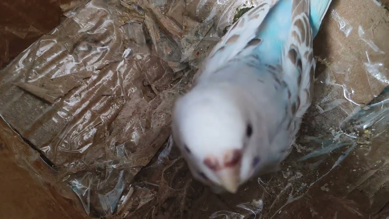 Kya Aapko Pata hai ye kya hai 🦜🦜🕊️