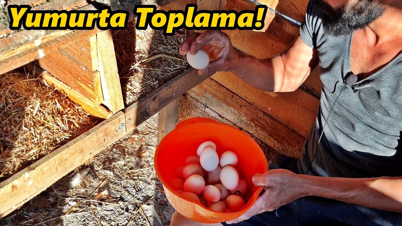 Folluklardan Yumurta Toplamak!-Bütün Cinslerin!#Yumurta#Tavuk#Horoz