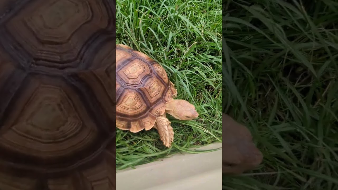 Sulcata tortoises love cactus pads 🌵 #tortoise #reptiles #animals #turtle #cute #africa