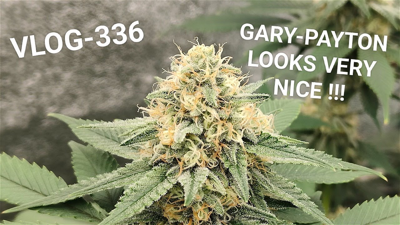 Gary Payton And Banana Punch Showing Of Big Time, VLOG NR 336