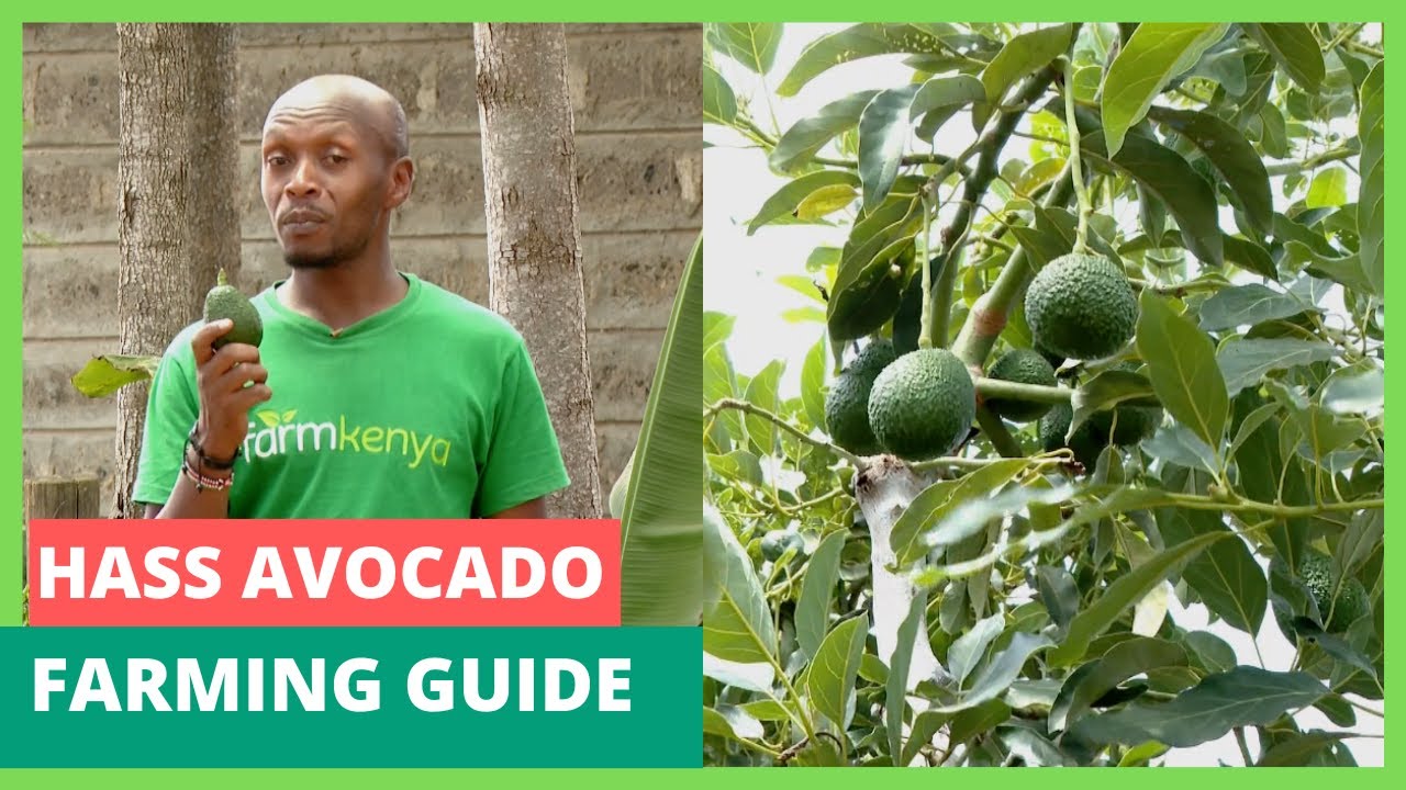 Hass Avocado farming Guide - FarmGuide