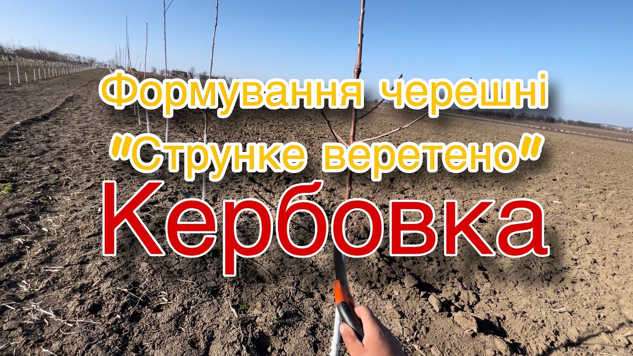 Формування черешні. Струнке веретено. Проводимо кербовку. Формування молодої черешні.