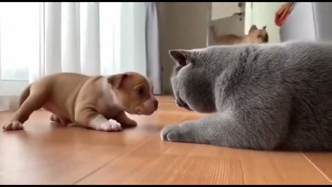 🐾😂 Adorable Pet Chaos: Dogs and Cats Being Hilarious & Cute #petlovers #funnyanimals #pets