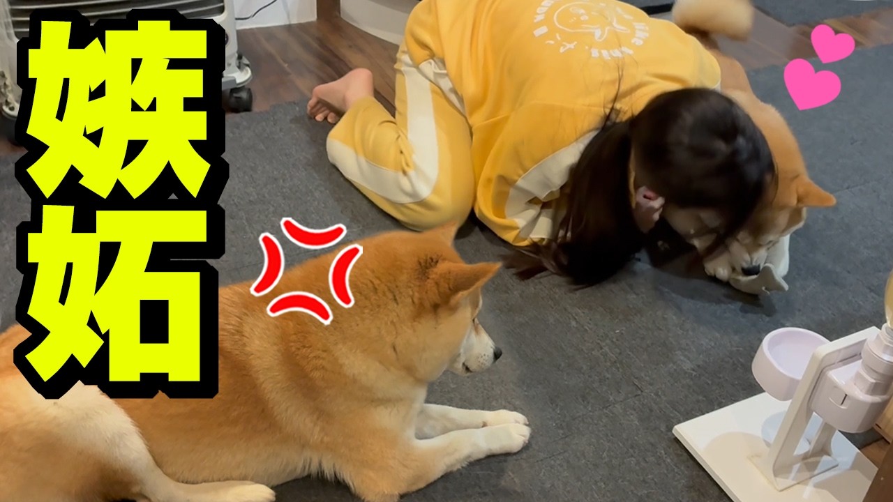 姉犬ばかり可愛がるので妹犬がヤキモチを妬いて大騒ぎになりました