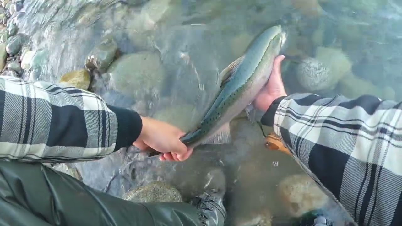 Chum & Coho Salmon Fishing - catching fish on spoons - Chilliwack / Vedder River - November 7th 2024