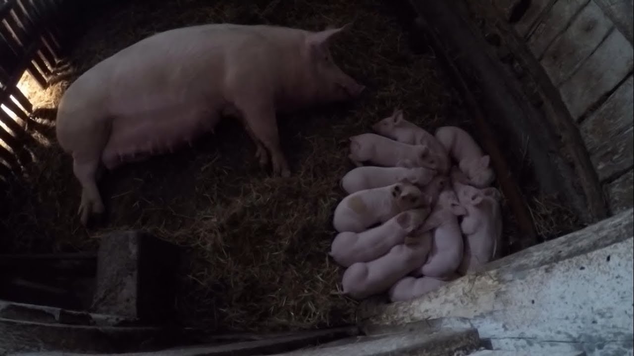 Nowy przychówek u świń || Ile prosiaków przybyło ? Ile świń mam w starej chlewni ?