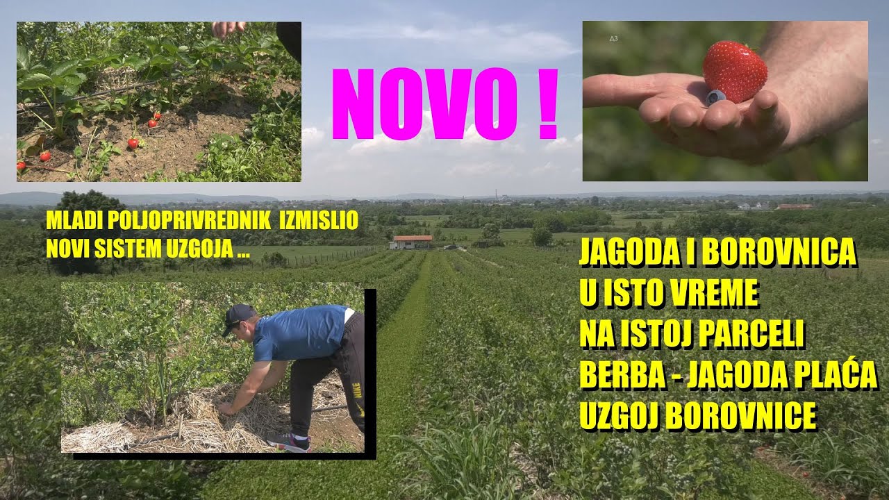 MOGUĆE JE  ! Jagoda i BOROVNICA na ISTOJ parceli  - DVE KULTURE jedna površina - dupla zarada
