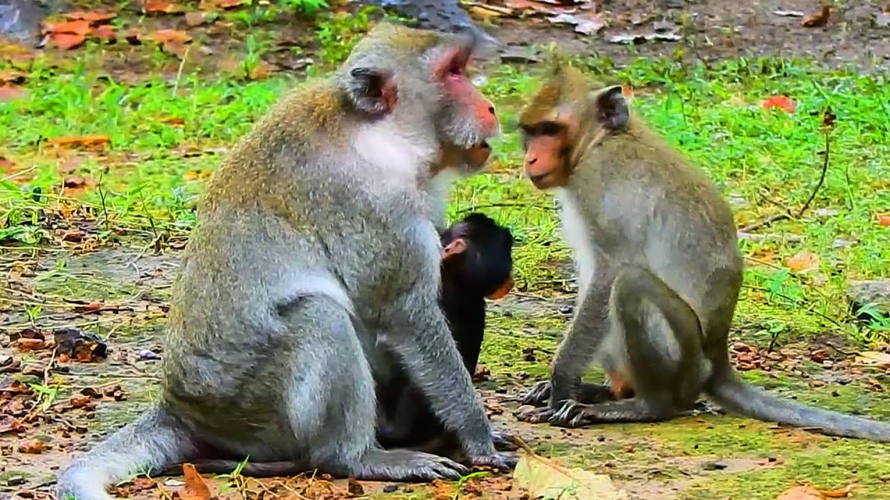 Janna Monkey Seems So Jealous, For A Long Time Coz Of Jazzy Drink Milk Not Share.