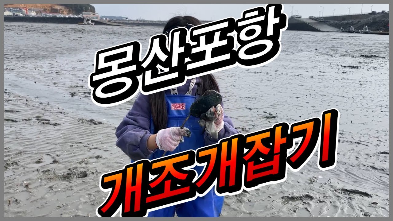 몽산포항 개조개 해루질