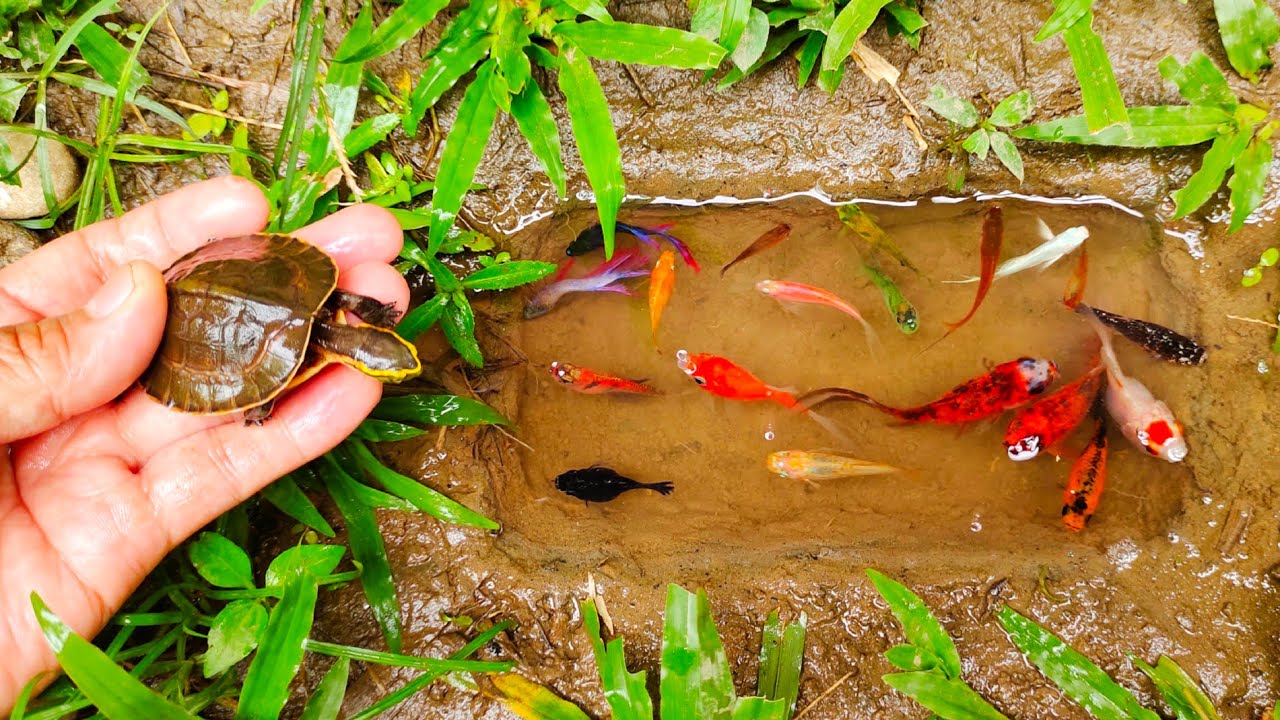 WOW! Serok ikan cupang warna-warni, ikan molly balon, ikan mas, ikan hiu, ikan channa, ikan lele,