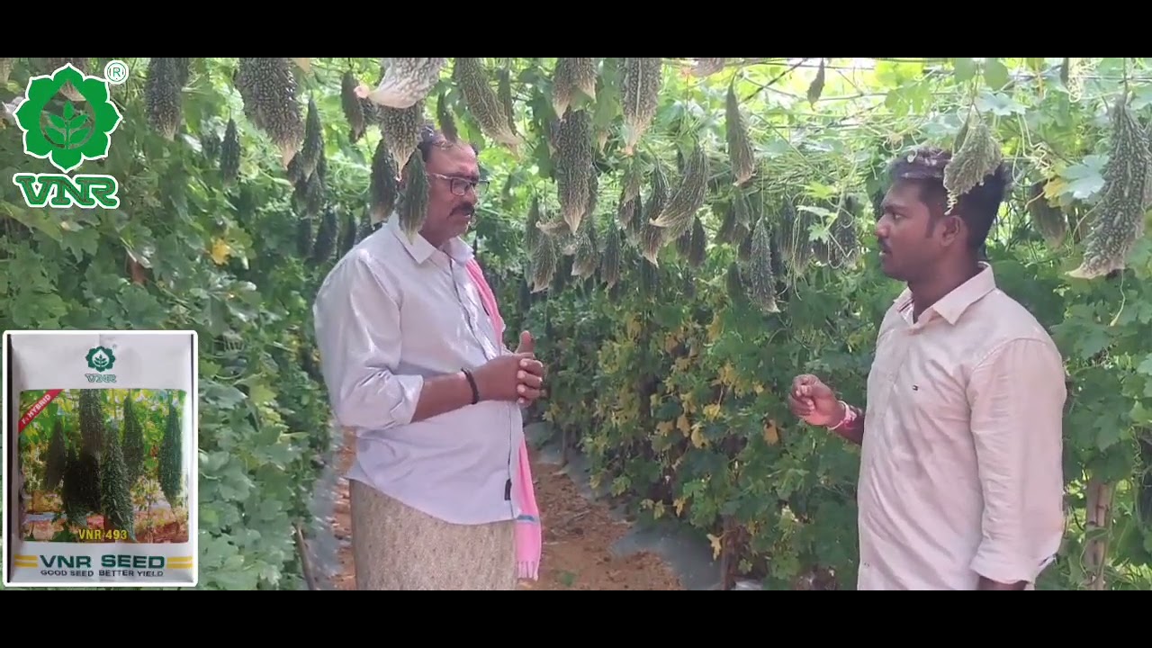 #493#AP#vnrseeds #agriculture #agriculturefarming #bittergourd #farming #farmer #farmer