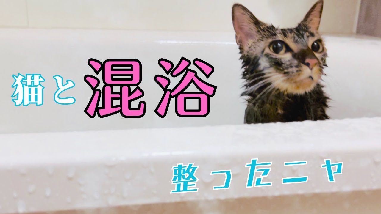 保護猫をお風呂に入れ続けていたらこうなりました...This is what happened when I kept bathing the protective cat...
