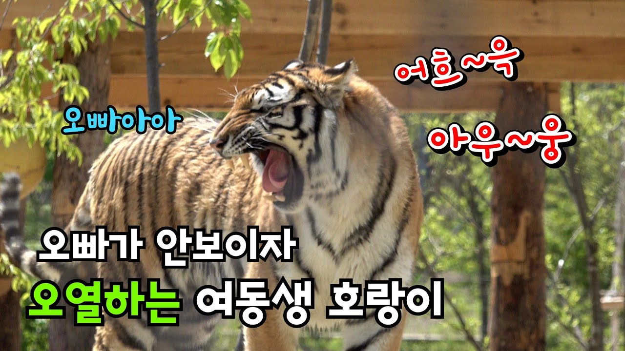 ☆눈물샘 주의☆ 오빠가 안보이자 오열하며 우는 여동생호랑이 Famous Tiger Family in Korea, cat tiger #태범 #무궁 #백두대간호랑이