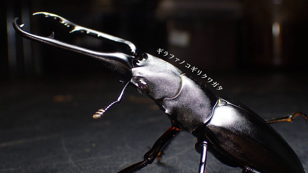 【５L容器で羽化】ギラファノコギリクワガタの成虫掘り出し結果【クワガタ飼育】