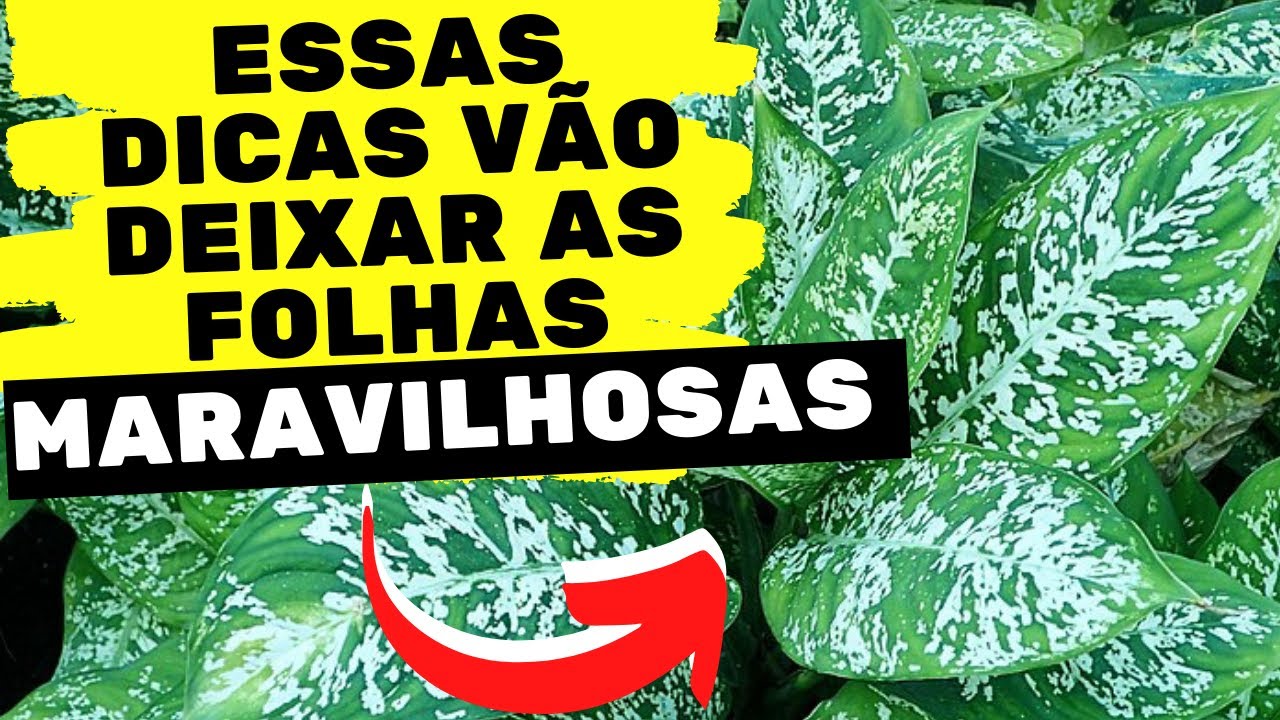 Comigo ningu&eacute;m pode como cuidar