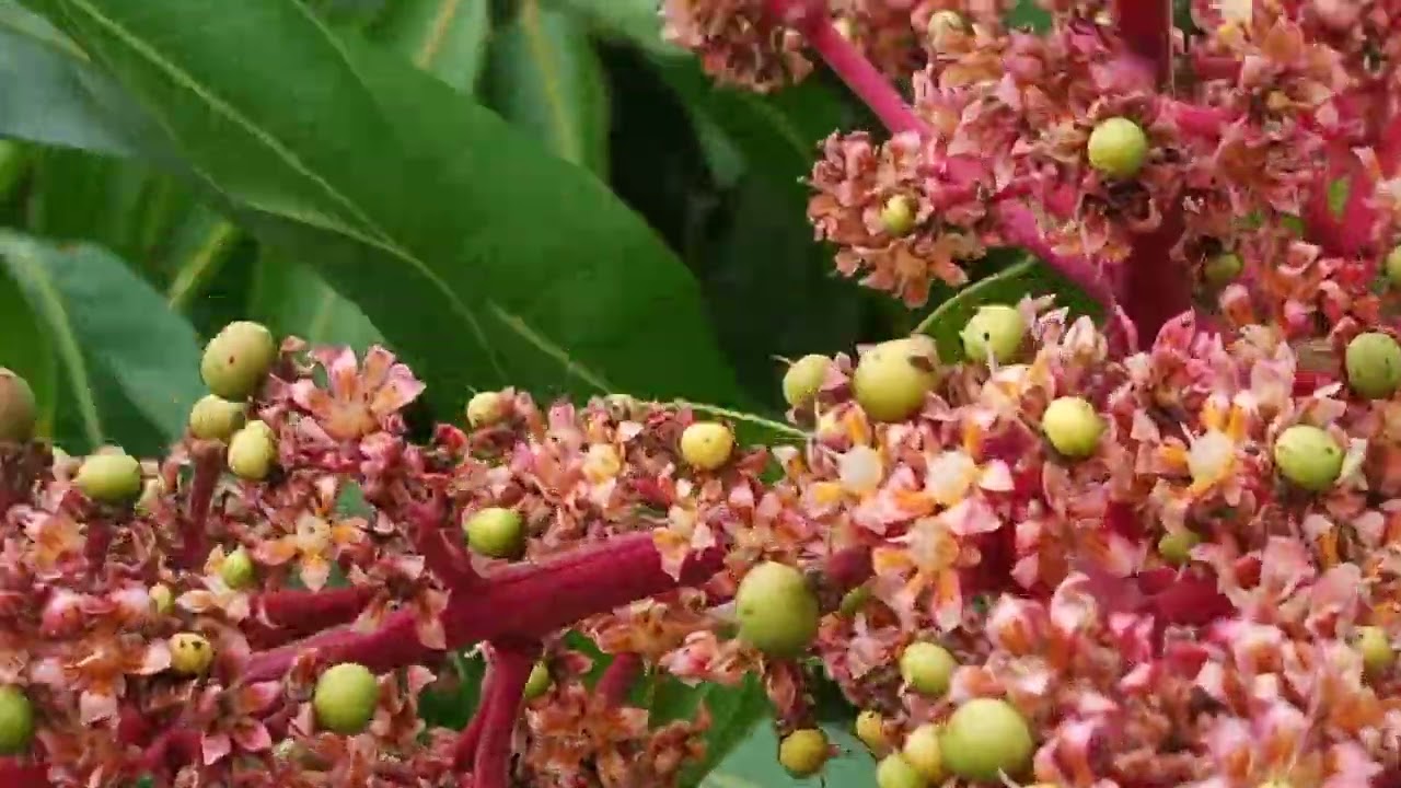mostrando essa linda ária de manga Palmer na fase de floração