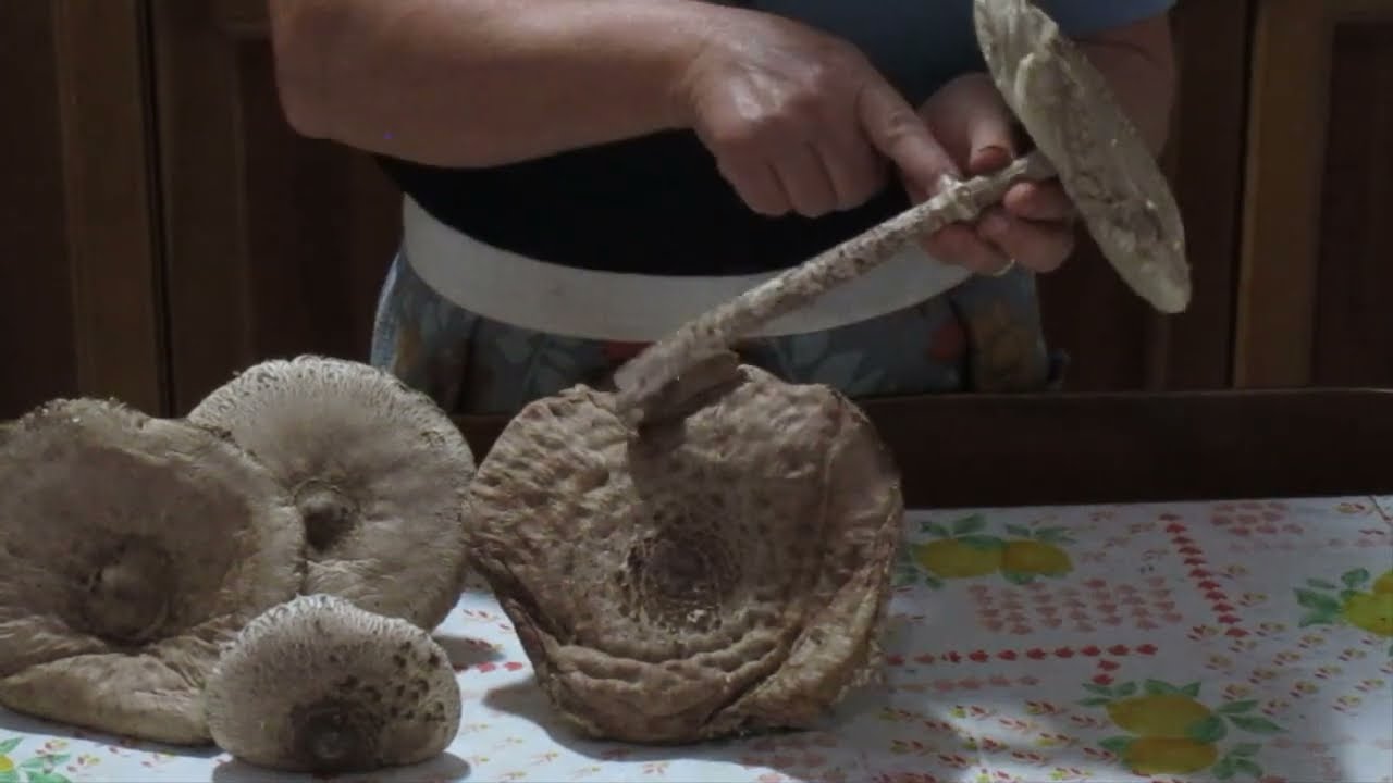 Mazze di tamburo fritte e altri funghi da scoprire