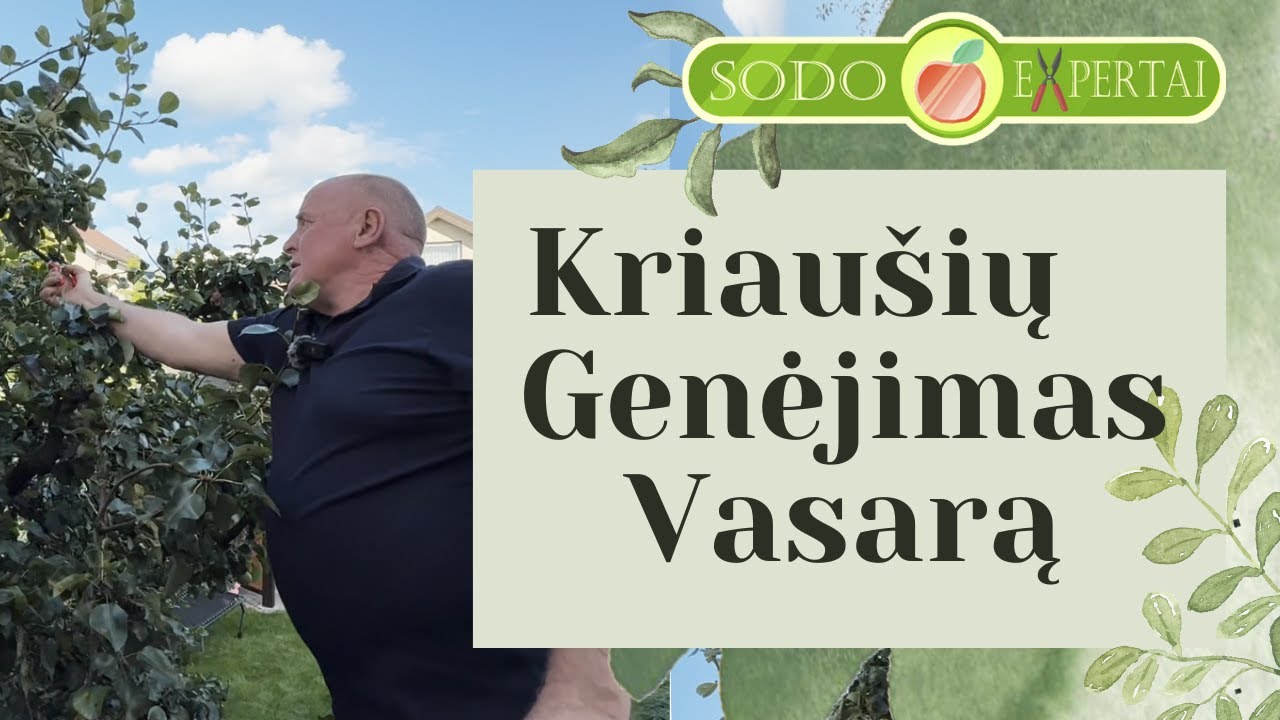 Vasarinis Kriaušės genėjimas