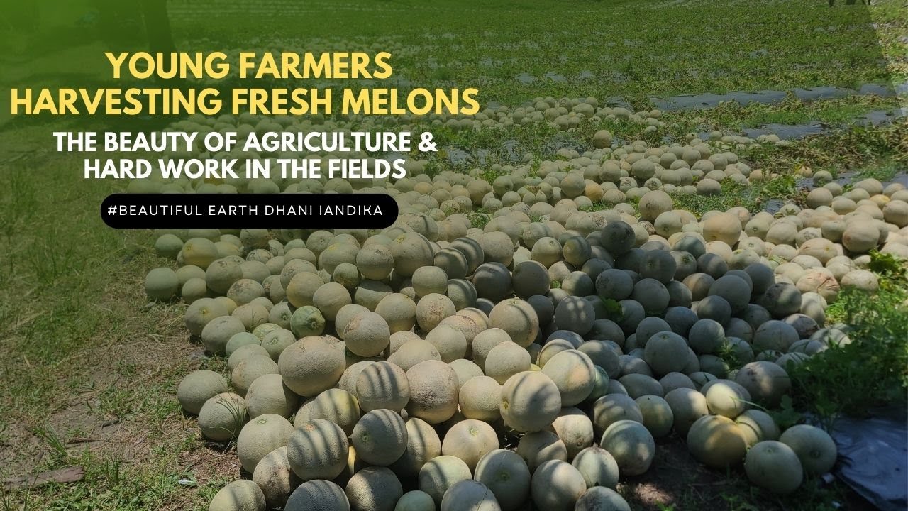 Young Farmers Harvesting Fresh Melons &ndash; The Beauty of Agriculture & Hard Work in the Fields