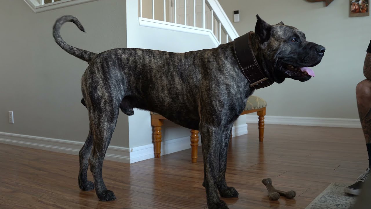 The Ultimate Family Guard Dog | Life After the Litter 2