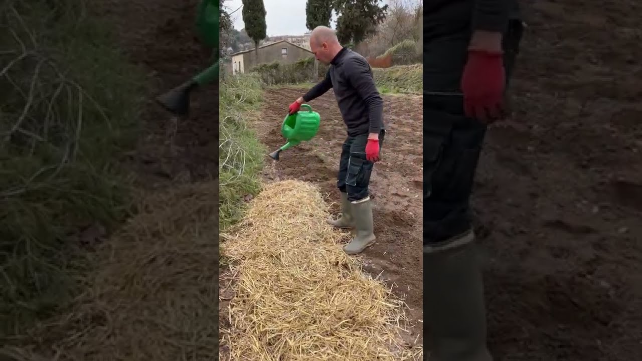 PLANTAR PATATAS CON PAJA