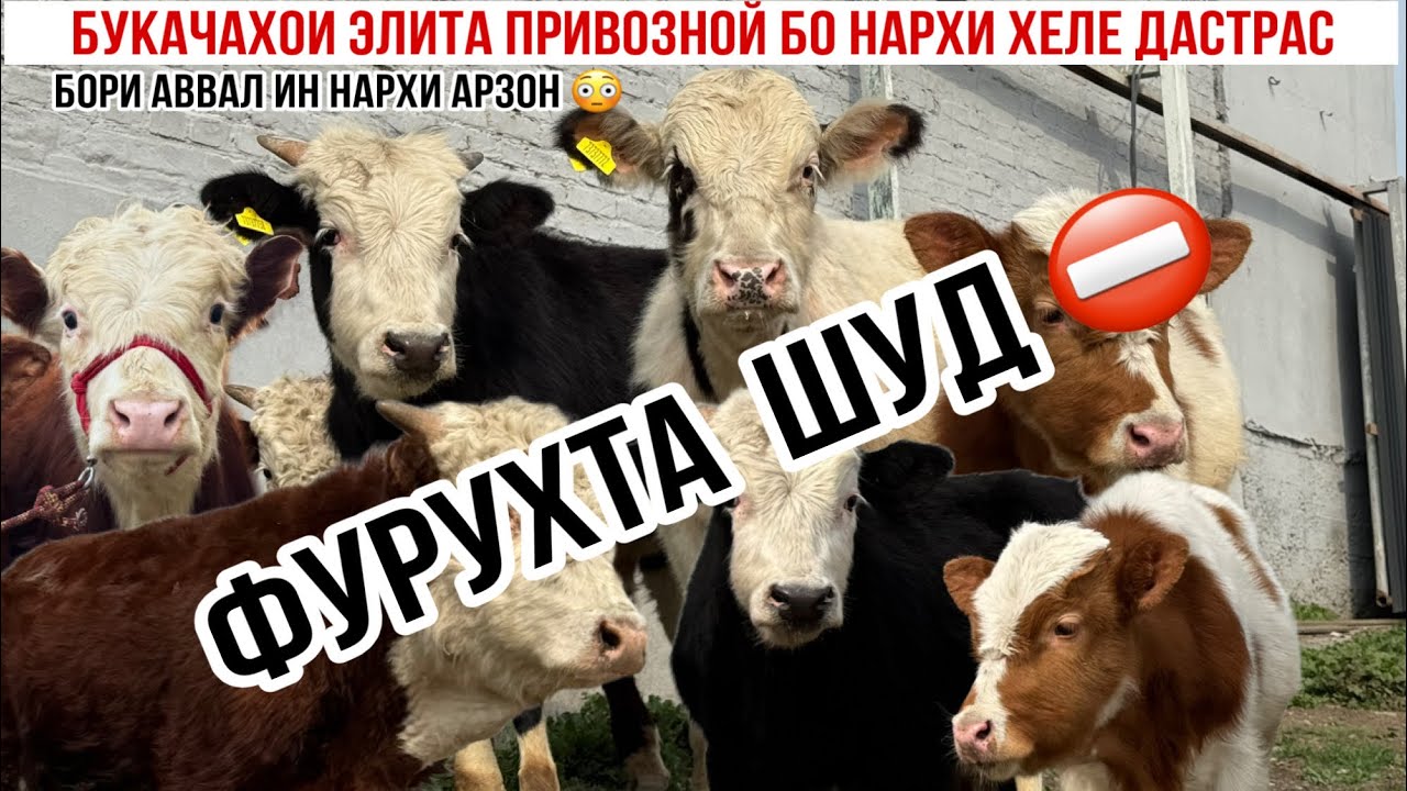 БУКАЧАХОИ ПРИВОЗНОЙ БО НАРХИ ХЕЛЕ АРЗОН 24 февраля 2026 г.