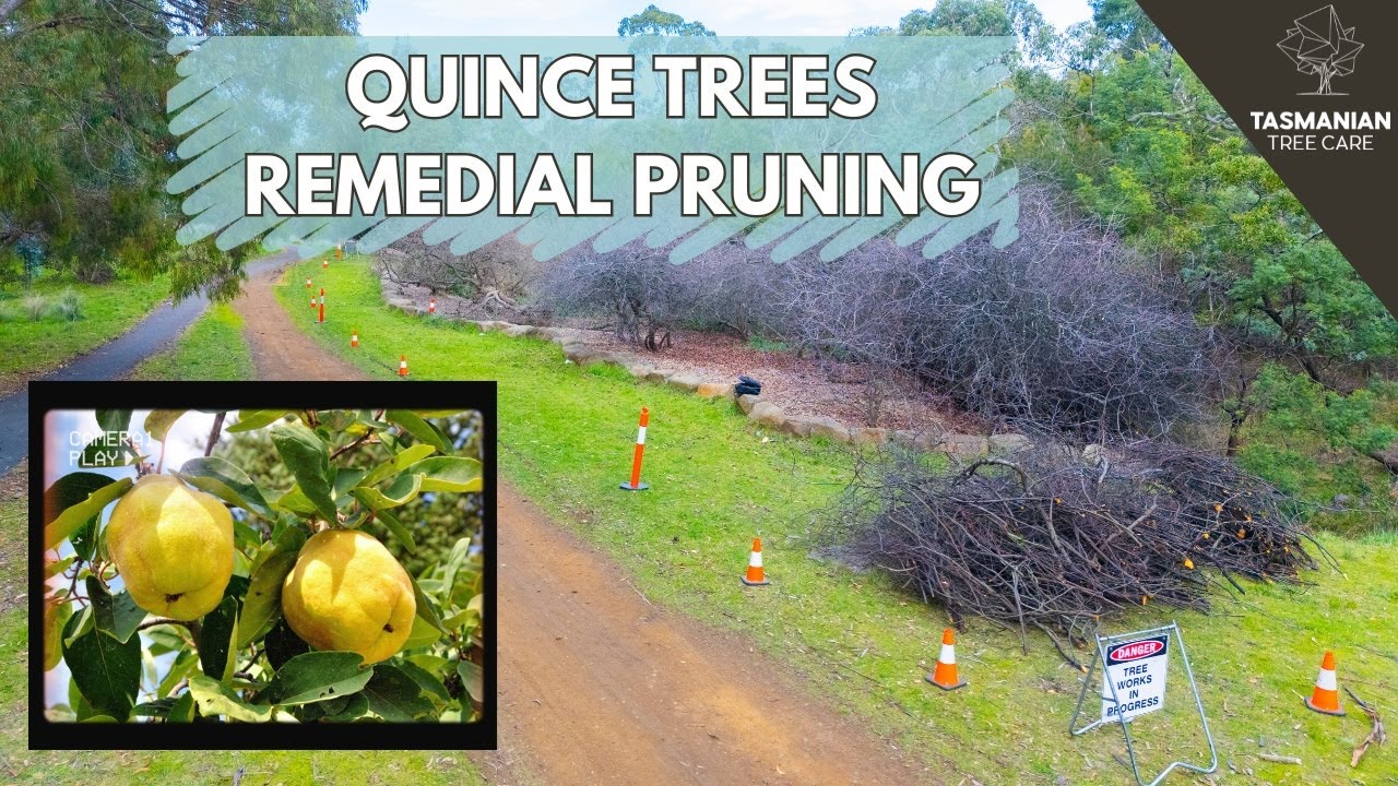 QUINCE TREES - REMEDIAL PRUNING
