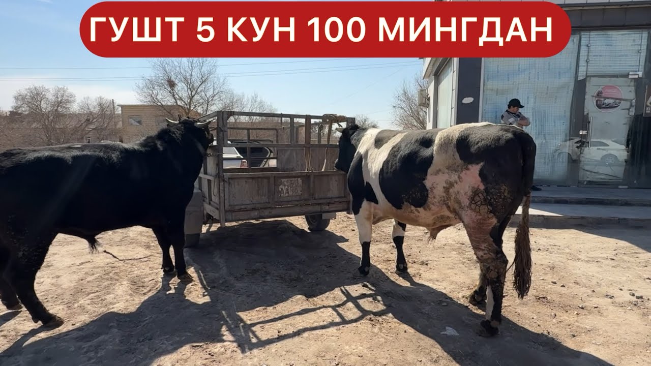 ЭНДИ 5 КУН ГУШТ 100 МИНГДАН БУЛАДИ БЕРУНИЙ ГУШТ МАРКАЗИ 23 МАРТГАЧА 