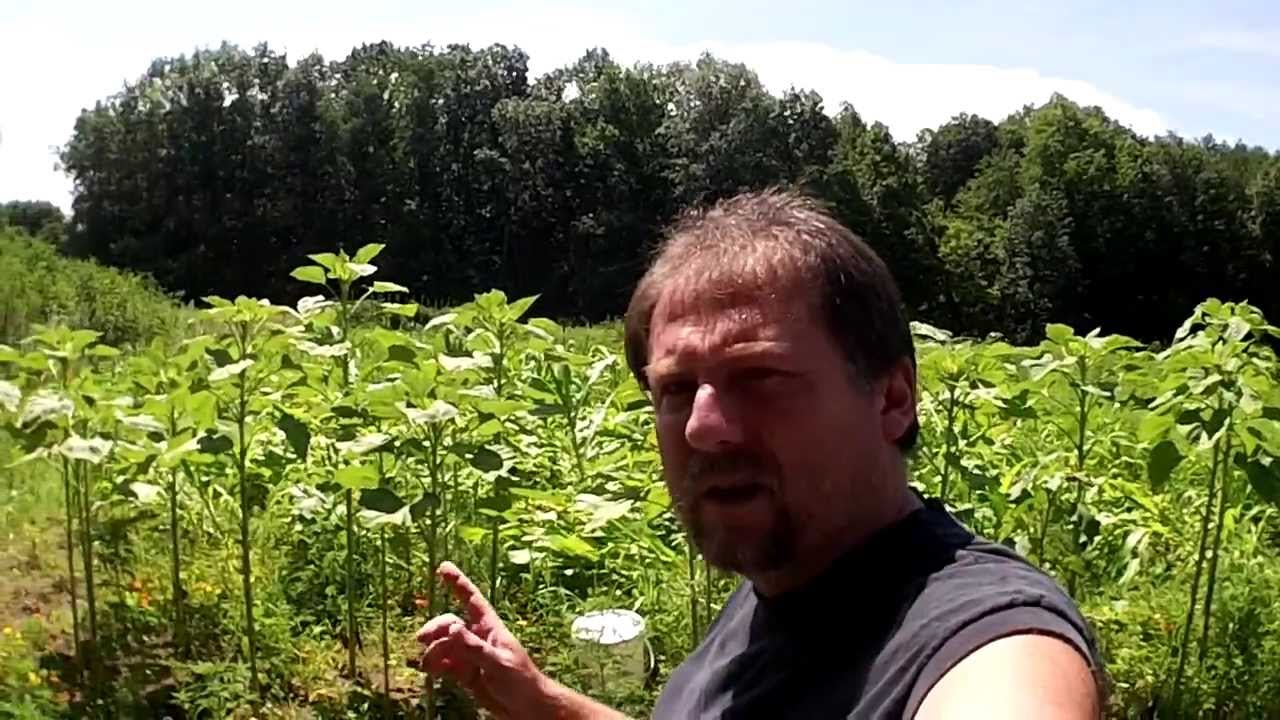 Using Sunflowers As A Living Trellis For Cucumbers - Learning Experience And Lessons Learned