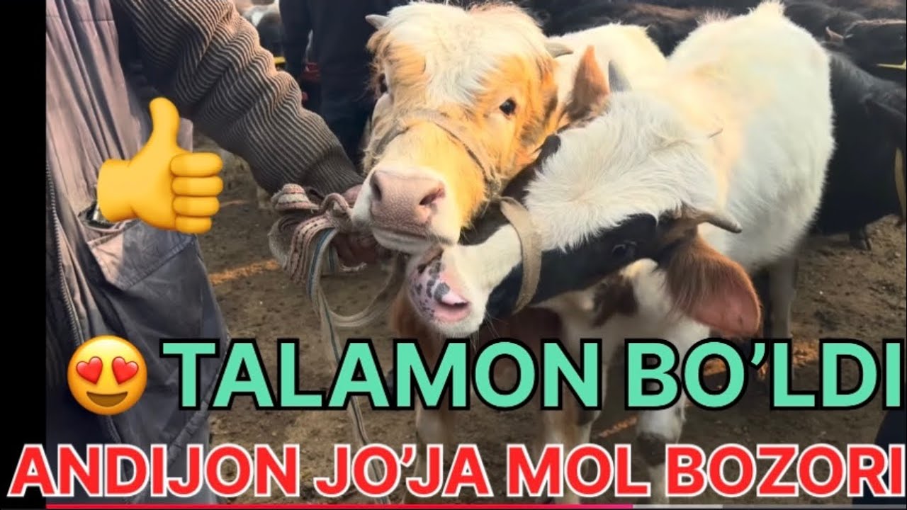ANDIJON JO’JA MOL BOZORI ☎️🚀😍 @boydada_uz ОБУНА БУЛИШНИ УНУТМАНГ КАДИРДОНИМ 